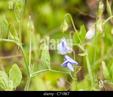 Sweet Pea, Lathyrus odoratus 'Flora Norton, en fleurs Banque D'Images