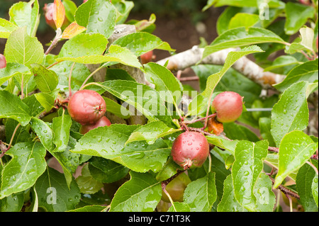 Apple, Malus domestica 'Falstaff', rouge comme un pas de plus en plus plus de cordon Banque D'Images