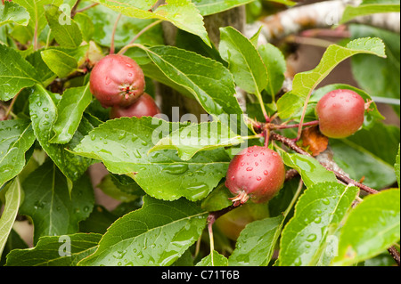 Apple, Malus domestica 'Falstaff', rouge comme un pas de plus en plus plus de cordon Banque D'Images