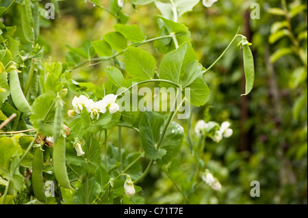 Pisum sativum 'Veitch's Western Express', petits pois Banque D'Images