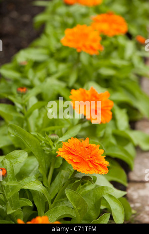 Calendula officinalis 'Orange King', Pot de fleur de soucis, Banque D'Images