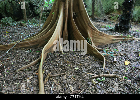 Fig tree root de fortifier et d'étage des forêts tropicales Banque D'Images