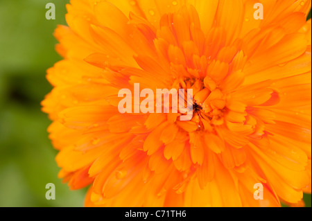 Calendula officinalis 'Orange King', Pot de fleur de soucis, Banque D'Images