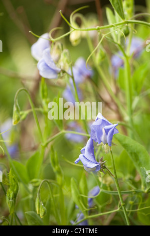 Sweet Pea, Lathyrus odoratus 'Flora Norton, en fleurs Banque D'Images
