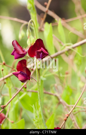 Sweet Pea, Lathyrus odoratus 'Black Knight', en fleurs Banque D'Images