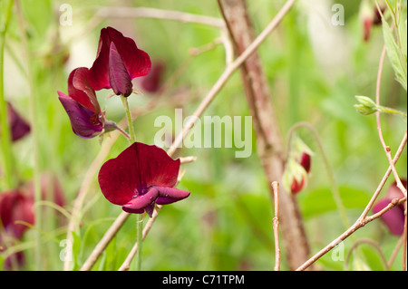 Sweet Pea, Lathyrus odoratus 'Black Knight', en fleurs Banque D'Images