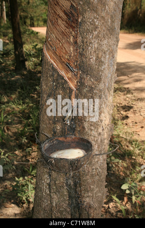 En appuyant sur l'arbre à caoutchouc avec sap latex récupéré dans une coque de noix de coco Banque D'Images