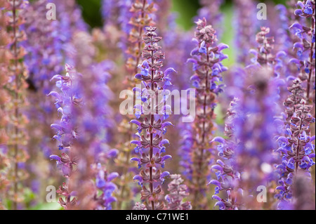 Salvia x sylvestris 'Mainacht' en fleurs Banque D'Images