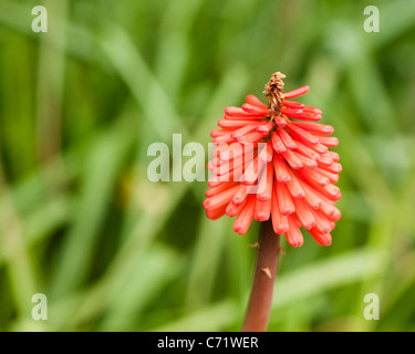 Kniphofia 'Atlanta' en fleurs Banque D'Images