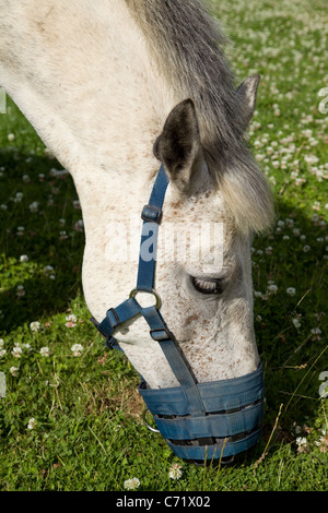 Poney Connemara vu ici avec l'herbe de pâturage une muselière pour éviter un gain de poids. Banque D'Images