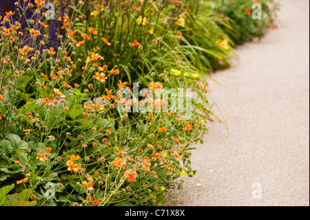 Geum 'Dolly' du nord en fleur Banque D'Images