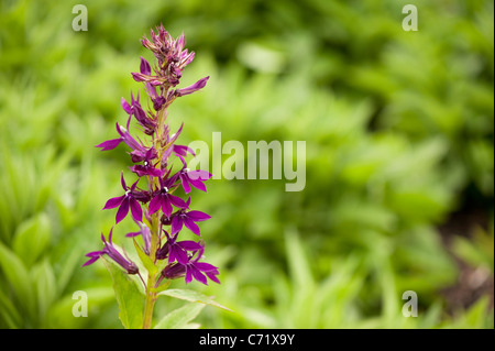 Lobelia x speciosa 'Hadspen Purple' en fleurs Banque D'Images