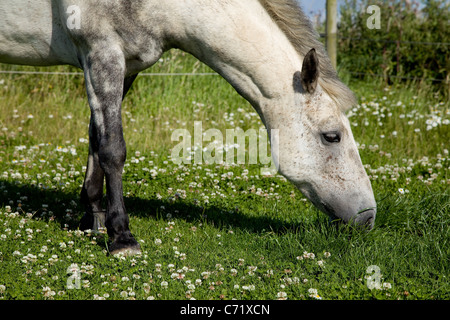 Gris pommelé Connemara Pony vu ici le pâturage sur l'herbe luxuriante à Norfolk UK. Ciel bleu ensoleillé et des images nettes. Banque D'Images