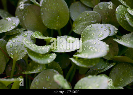 Gouttelettes sur les feuilles peperomia Banque D'Images