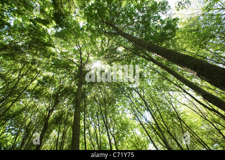 Couvert forestier, low angle view Banque D'Images