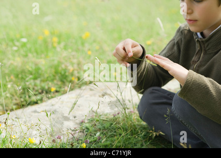 Garçon assis sur l'herbe, jouant avec coccinelle Banque D'Images