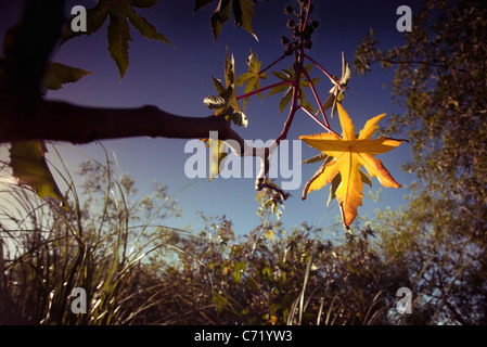 Feuilles d'automne sur sweet gum tree Banque D'Images