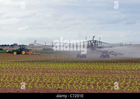 Les laitues fraîchement plantés d'être irriguées, Bawdsey, Suffolk, UK. Banque D'Images