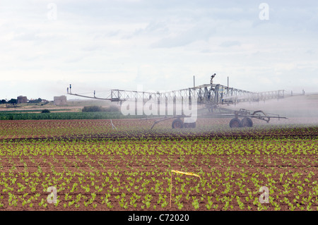 Les laitues fraîchement plantés d'être irriguées, Bawdsey, Suffolk, UK. Banque D'Images