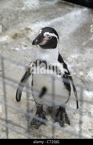 Manchot de Humboldt Marwell Wildlife Park Colden Common Winchester Hants SO21 1JH United Kingdom Banque D'Images