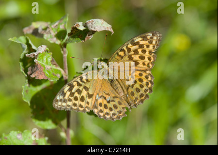 Silver-lavé fritillary (Argynnis paphia), Femme Banque D'Images