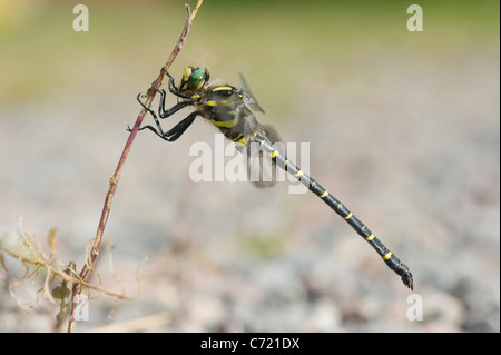 Golden-ringed Dragonfly (Cordulegaster boltoni) Banque D'Images