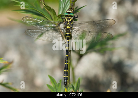 Golden-ringed Dragonfly (Cordulegaster boltoni) Banque D'Images