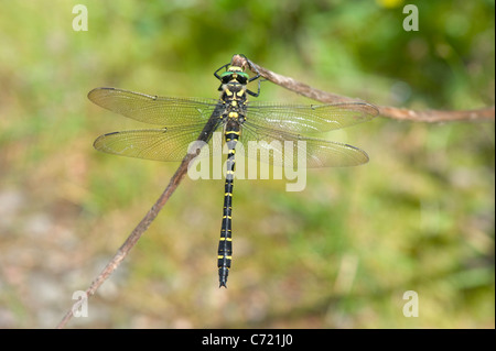 Golden-ringed Dragonfly (Cordulegaster boltoni) Banque D'Images