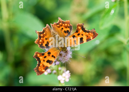 Comma butterfly (Polygonia c-album) sur fleur Banque D'Images