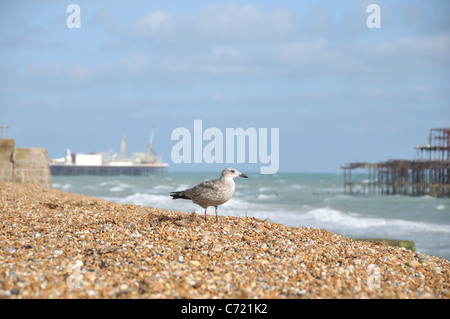 Jeune goéland argenté placé entre la jetée de Brighton et le West Pier, Brighton, East Sussex, UK Banque D'Images