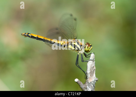 Dard noir (Sympetrum danae) Banque D'Images