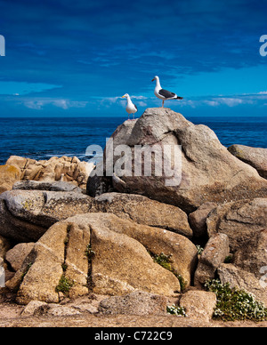 Deux mouettes stand patiemment sur un rocher entouré par un beau ciel bleu Banque D'Images