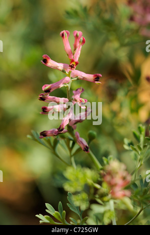 Fumeterre, Fumaria officinalis commune Banque D'Images