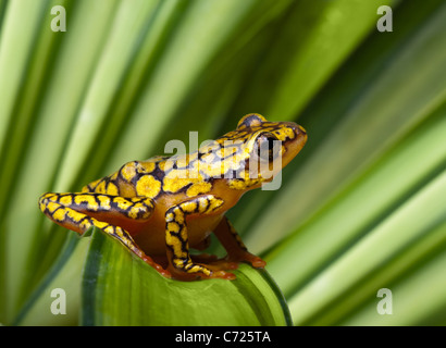 Les arlequins Poison Dart Frog ou Dendrobates histrionicus Banque D'Images