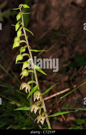 Large-leaved Helleborine Epipactis helleborine, Banque D'Images