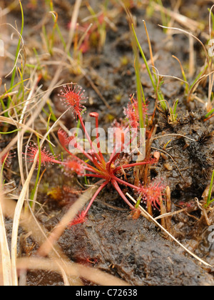 Oblong-leaved sundew Drosera intermedia, Banque D'Images