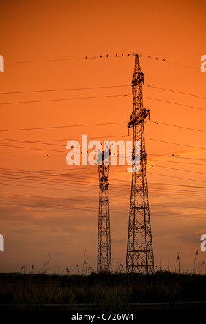 Silhouettes d'une colonie de cormorans sur les poteaux électriques. Banque D'Images