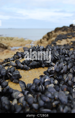 Moules sur une plage de rochers en Bretagne, France Banque D'Images