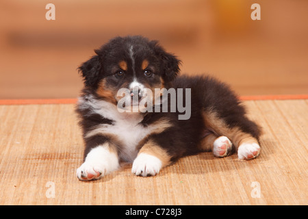 Berger Australien, chiot, noir-tri Banque D'Images