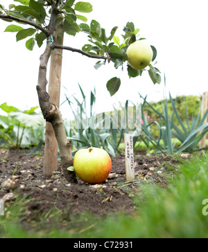 'James Grieve' Variété de culture de la pomme dans un jardin victorien de Dorset, Angleterre, RU Banque D'Images