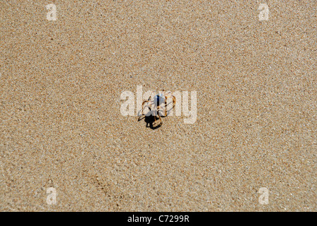 Le crabe (soldat Mictyris longicarpus) sur plage, florence bay, Magnetic island, Queensland, Australie Banque D'Images