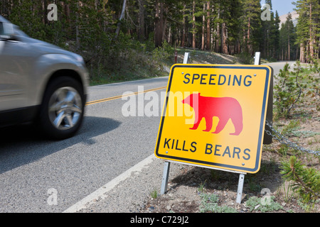 • Dépassait la dernière accélération voiture tue Bears' signer aux côtés de Tioga Road, Yosemite National Park, USA. JMH5292 Banque D'Images