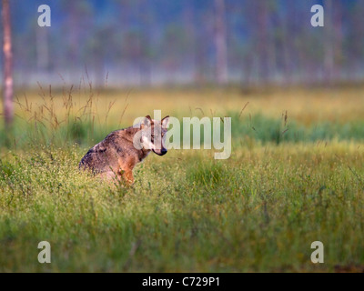 Loup gris européen assis dans le dégagement de forêt Banque D'Images