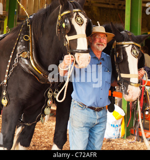 Tony Jenkins avec deux chevaux Shire après une exploitation de démonstration à Staitondale Shire Horse Farm North Yorkshire Banque D'Images