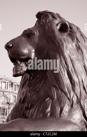 Lion partie de Nelsons Column Monument à Trafalgar Square, London, England, UK Banque D'Images