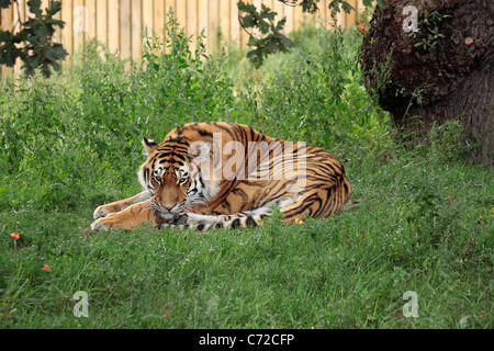 Amur ou tigre de Sibérie (Panthera tigris altaica) à Yorkshire Wildlife Park Banque D'Images