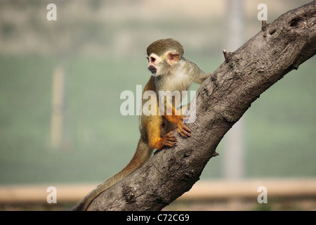 Singe écureuil (Simia sciureus) à Yorkshire Wildlife Park Banque D'Images