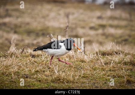 Huîtrier pie (Haematopus ostralegus) Banque D'Images