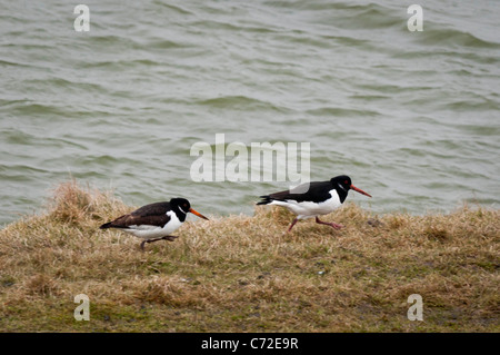 Huîtrier pie (Haematopus ostralegus) Banque D'Images