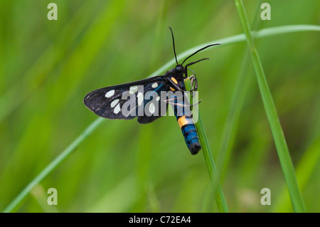 Neuf-spotted moth (Amata phegea) Banque D'Images